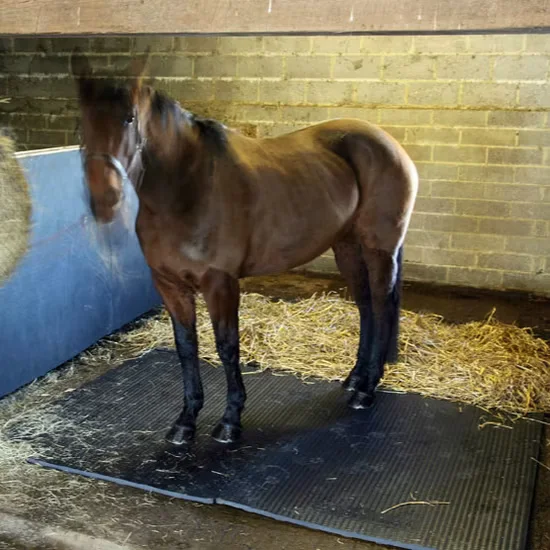 Maintenance Tips for Rubber Horse Stall Mats